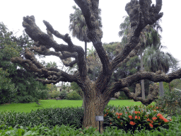 Cockscomb Coral Tree at the Royal Botanic Gardens Melbourne