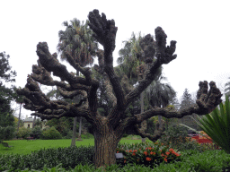 Cockscomb Coral Tree at the Royal Botanic Gardens Melbourne