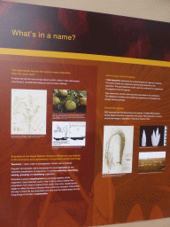 Information on taxonomy at the National Herbarium of Victoria at the Royal Botanic Gardens Melbourne