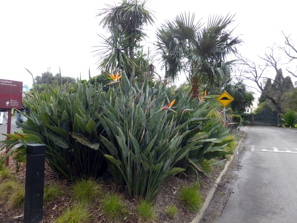 Plants at the Royal Botanic Gardens Melbourne