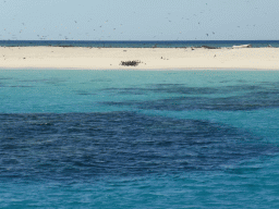 Michaelmas Cay with birds and underwater reefs, viewed from our Seastar Cruises tour boat