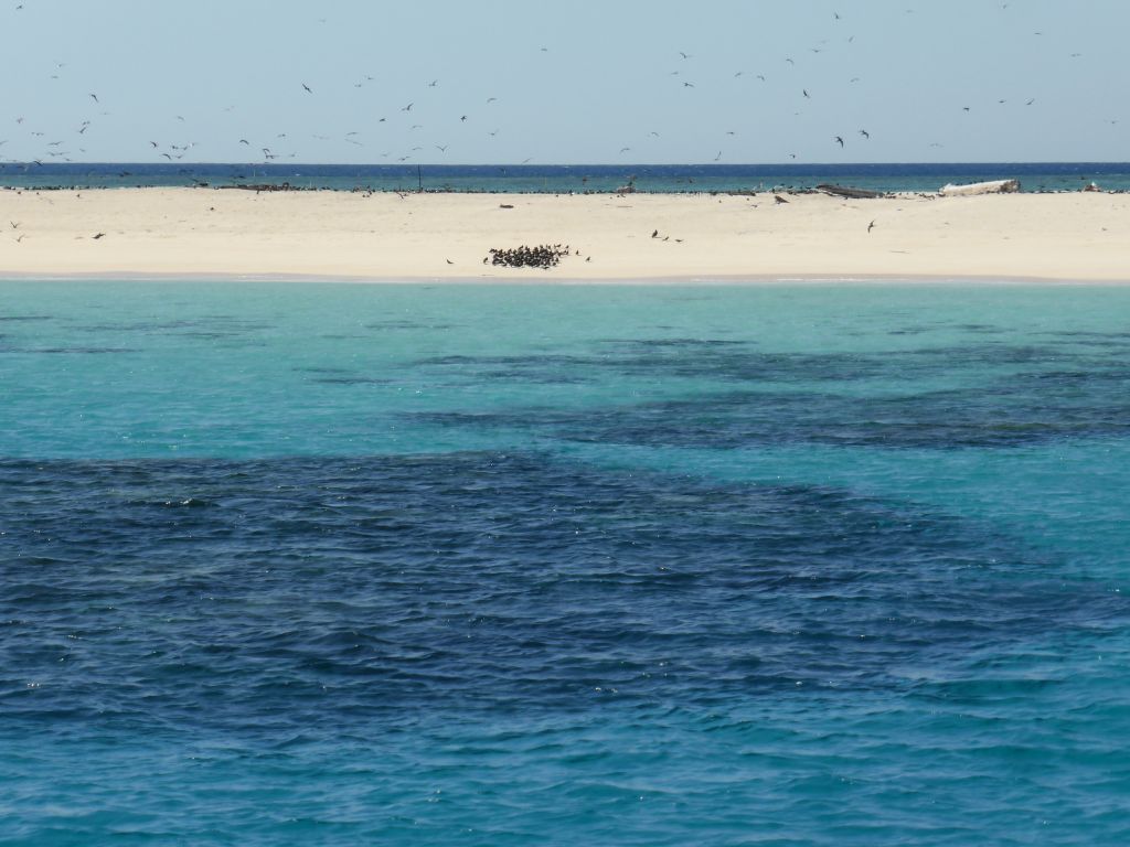 Michaelmas Cay with birds and underwater reefs, viewed from our Seastar Cruises tour boat
