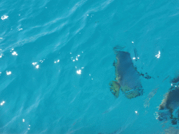 Fish underwater, viewed from our Seastar Cruises tour boat