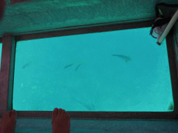 Fish, viewed from the Seastar Cruises glass bottom boat