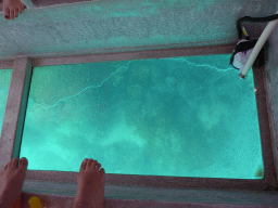 Coral, viewed from the Seastar Cruises glass bottom boat