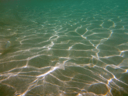 Snub-nosed Darts, viewed from underwater