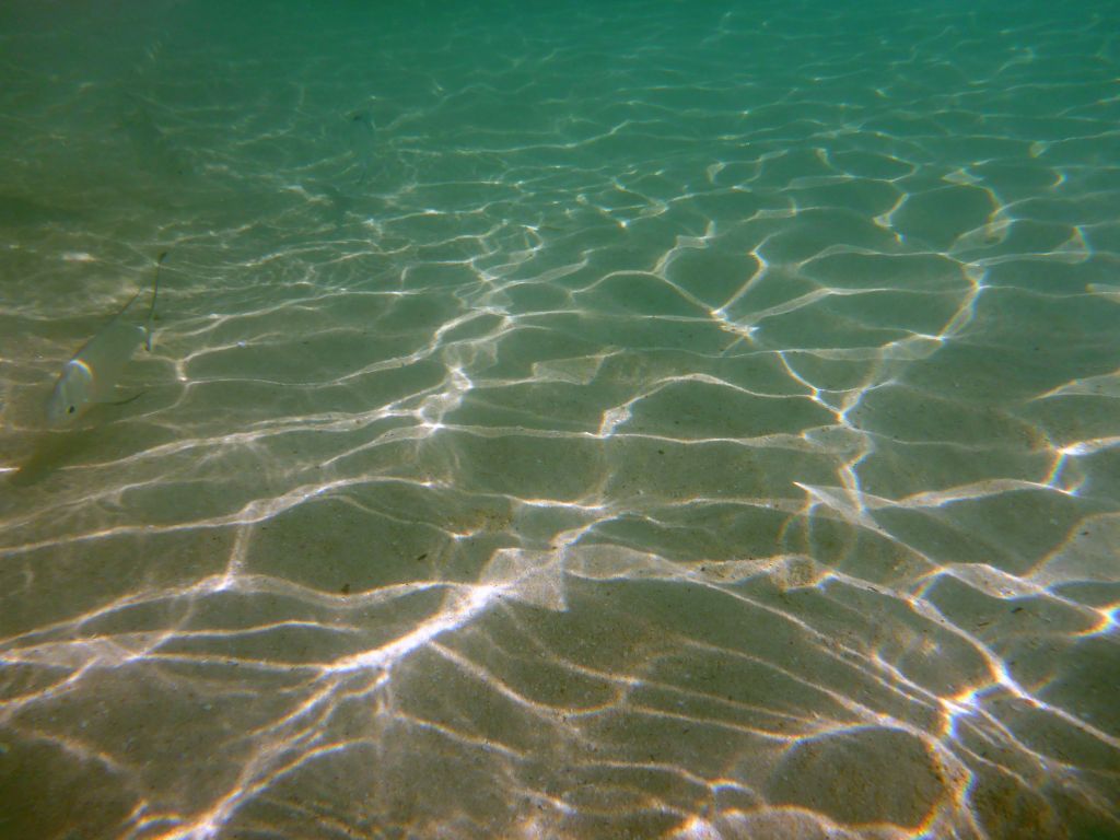 Snub-nosed Darts, viewed from underwater