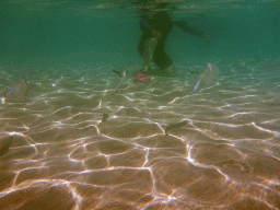 Snub-nosed Darts and snorkelers, viewed from underwater