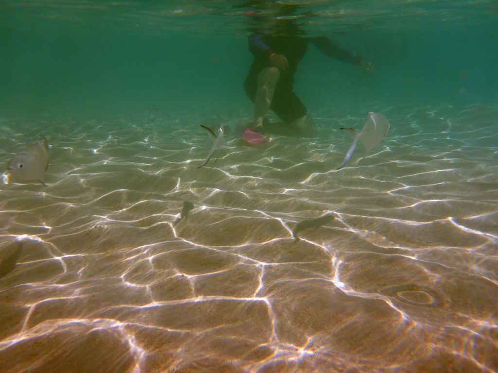 Snub-nosed Darts and snorkelers, viewed from underwater