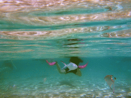 Snub-nosed Darts and snorkelers, viewed from underwater