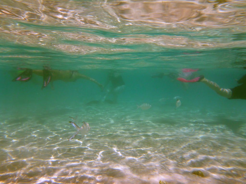 Snub-nosed Darts and snorkelers, viewed from underwater