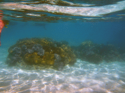 Coral and snorkelers, viewed from underwater