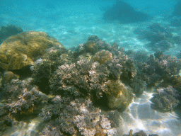 Coral, viewed from underwater