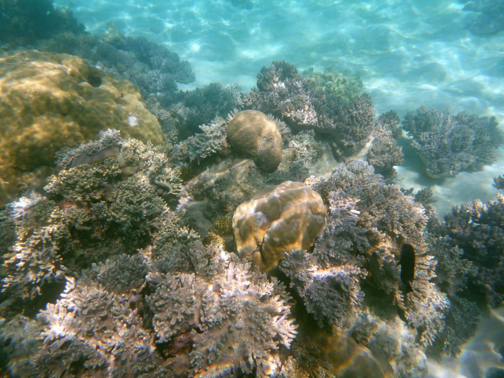 Coral and fish, viewed from underwater