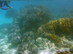 Coral and snorkeler, viewed from underwater