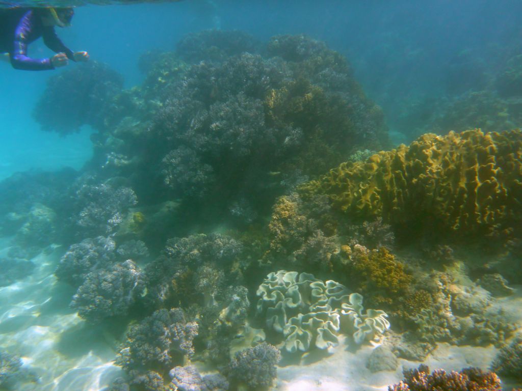 Coral and snorkeler, viewed from underwater