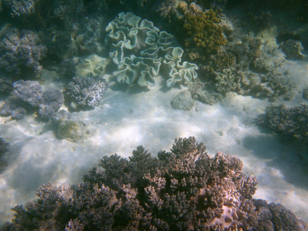 Coral, viewed from underwater