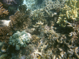 Coral and fish, viewed from underwater