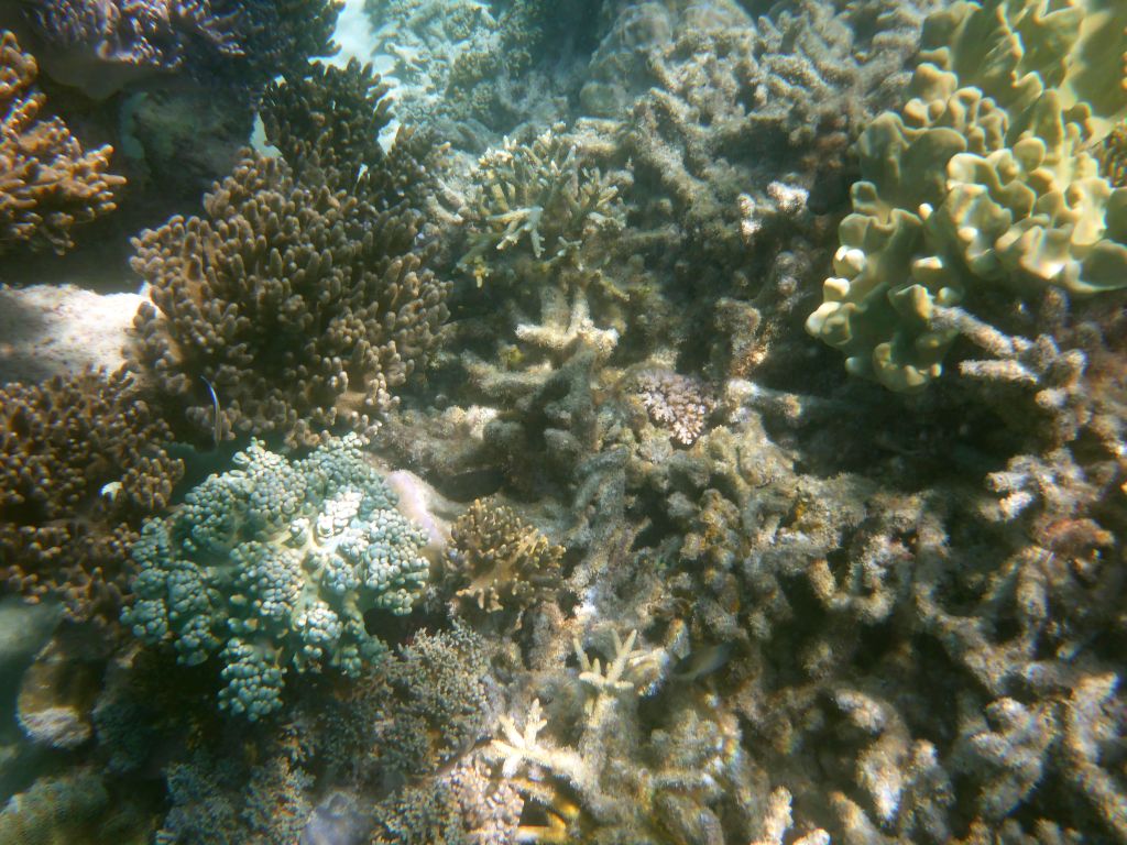 Coral and fish, viewed from underwater