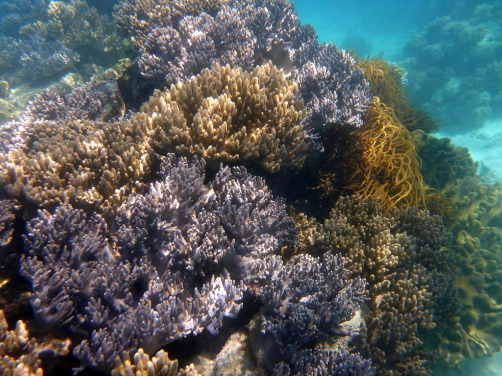 Coral, viewed from underwater