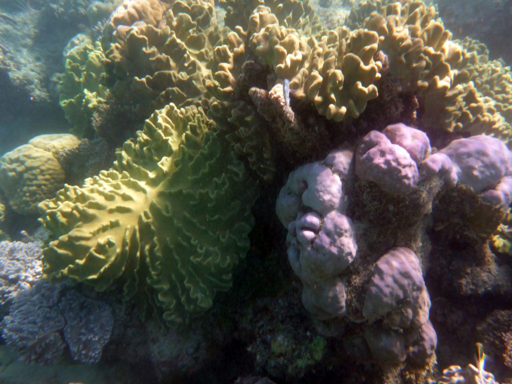 Coral and fish, viewed from underwater