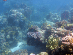 Coral and fish, viewed from underwater