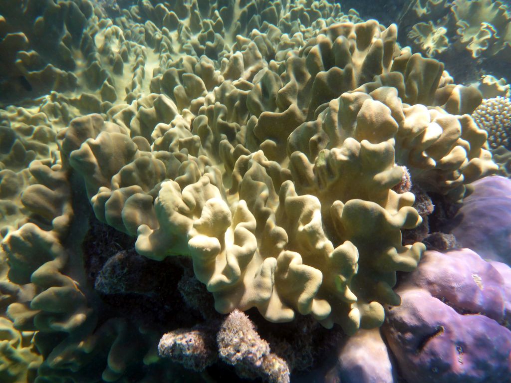 Coral, viewed from underwater