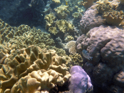 Coral and Staghorn Damsel, viewed from underwater