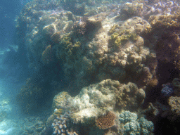 Coral and fish, viewed from underwater