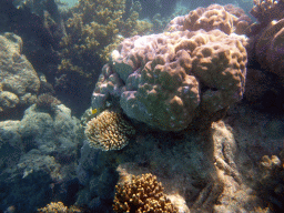 Coral and fish, viewed from underwater