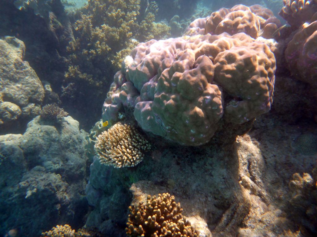 Coral and fish, viewed from underwater