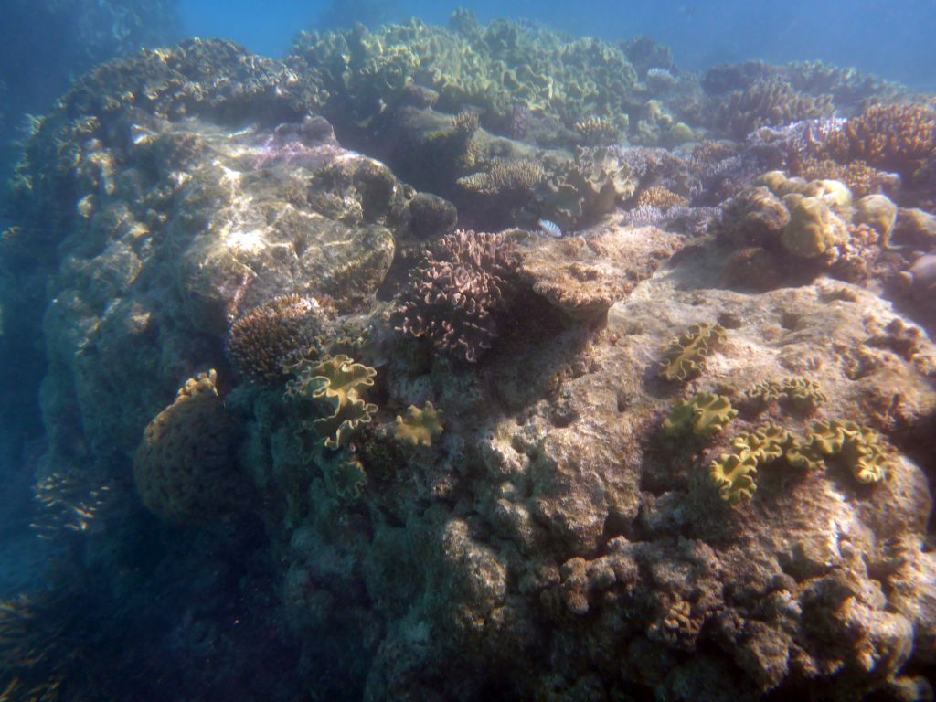 Coral and fish, viewed from underwater