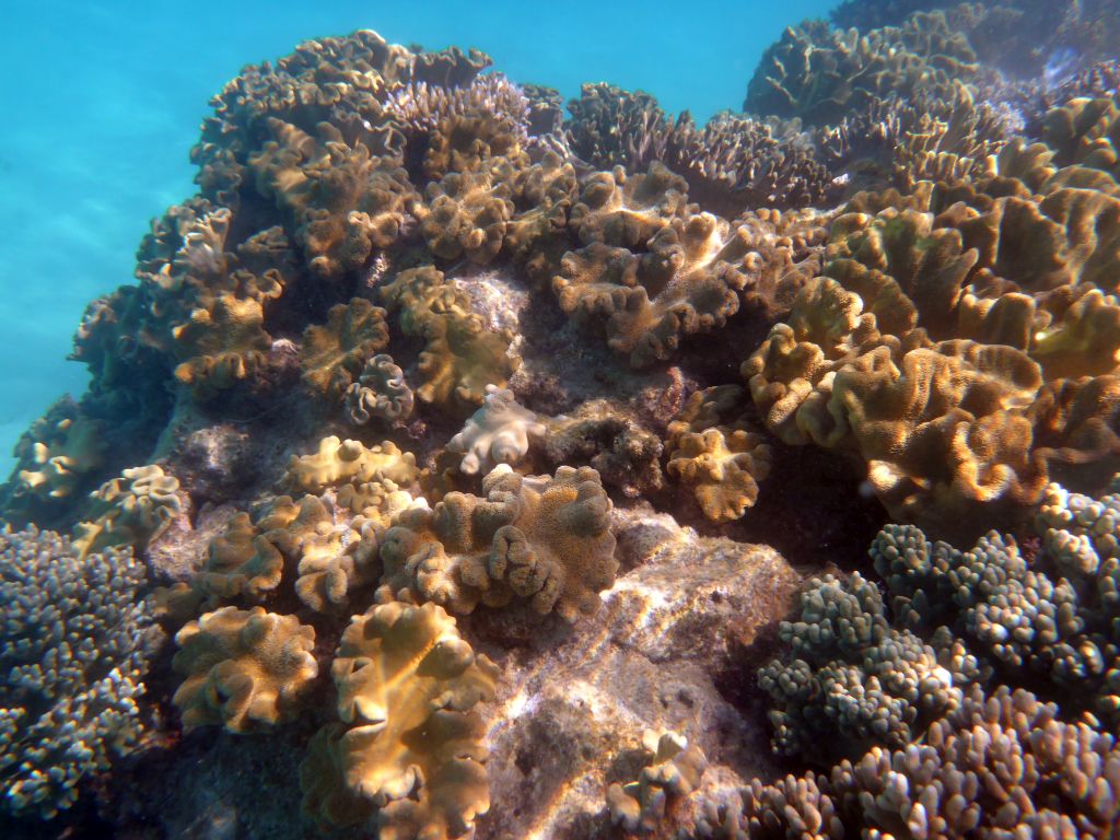 Coral, viewed from underwater