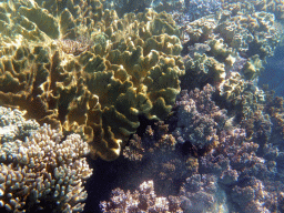 Coral, viewed from underwater