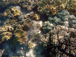 Coral, viewed from underwater