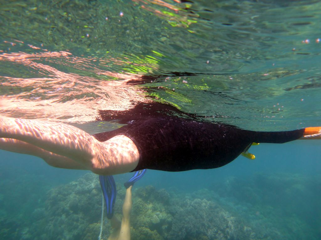 Coral and snorkelers, viewed from underwater