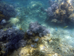 Coral and fish, viewed from underwater