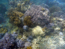 Coral, viewed from underwater