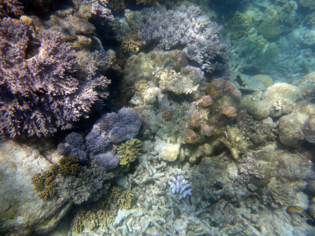 Coral and fish, viewed from underwater