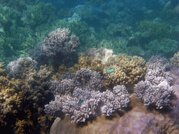Coral and Blue-Green Chromis, viewed from underwater