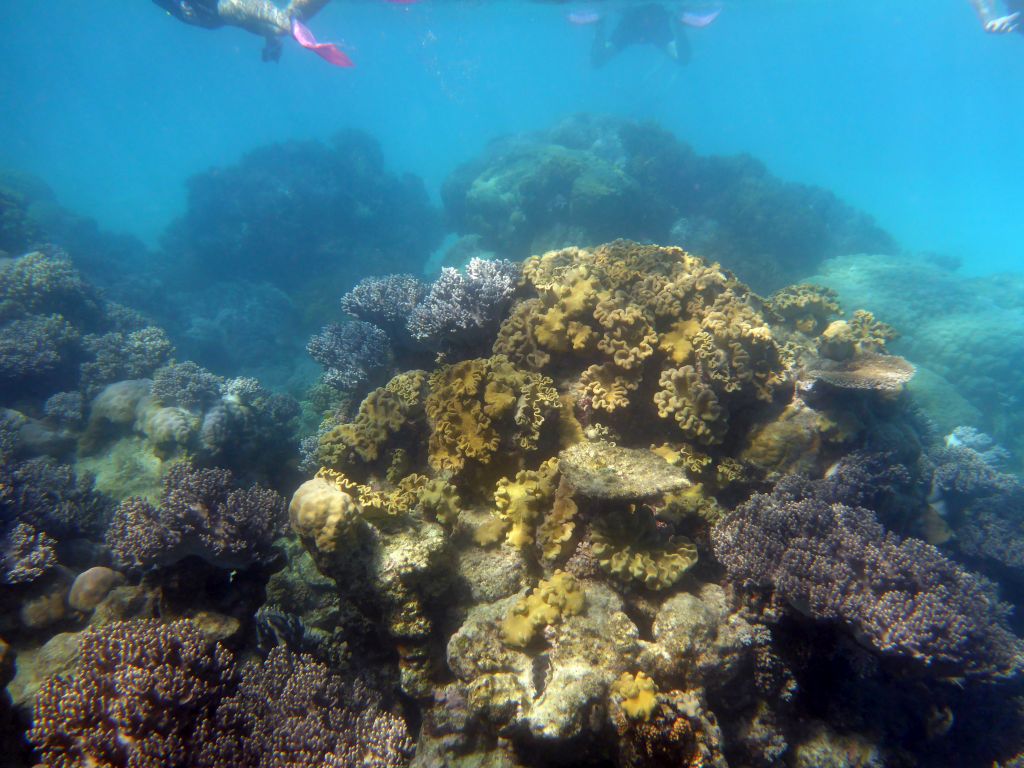 Coral and snorkelers, viewed from underwater