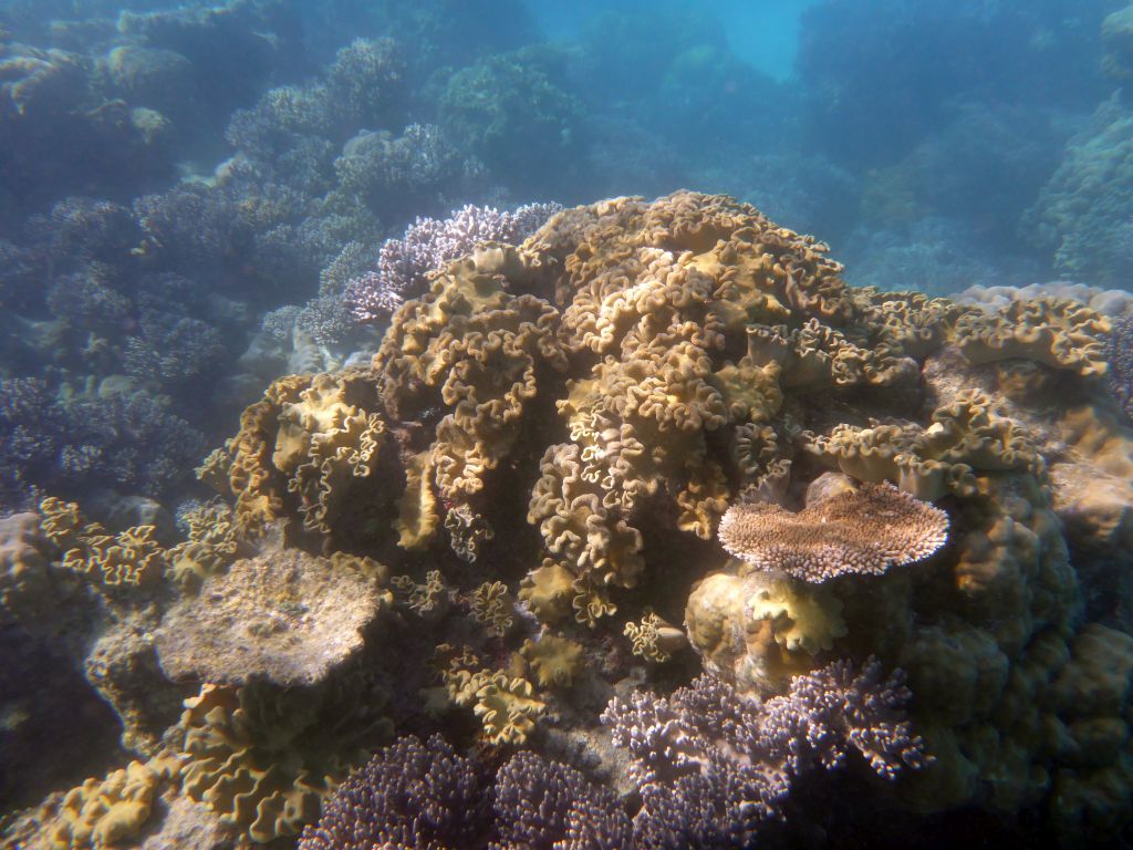 Coral, viewed from underwater