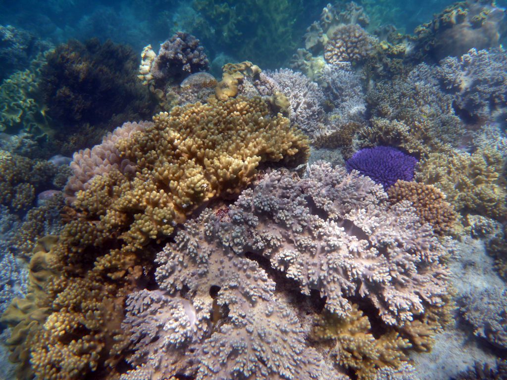 Coral, viewed from underwater