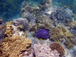 Coral and Herald`s Angelfish, viewed from underwater