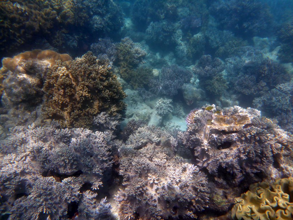 Coral and fish, viewed from underwater