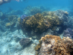 Coral and snorkelers, viewed from underwater