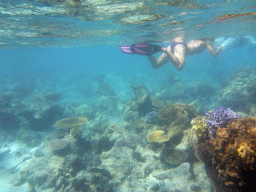 Coral and snorkelers, viewed from underwater