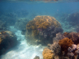 Coral and fish, viewed from underwater