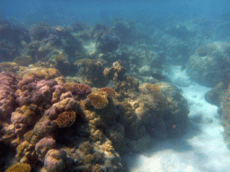 Coral and fish, viewed from underwater