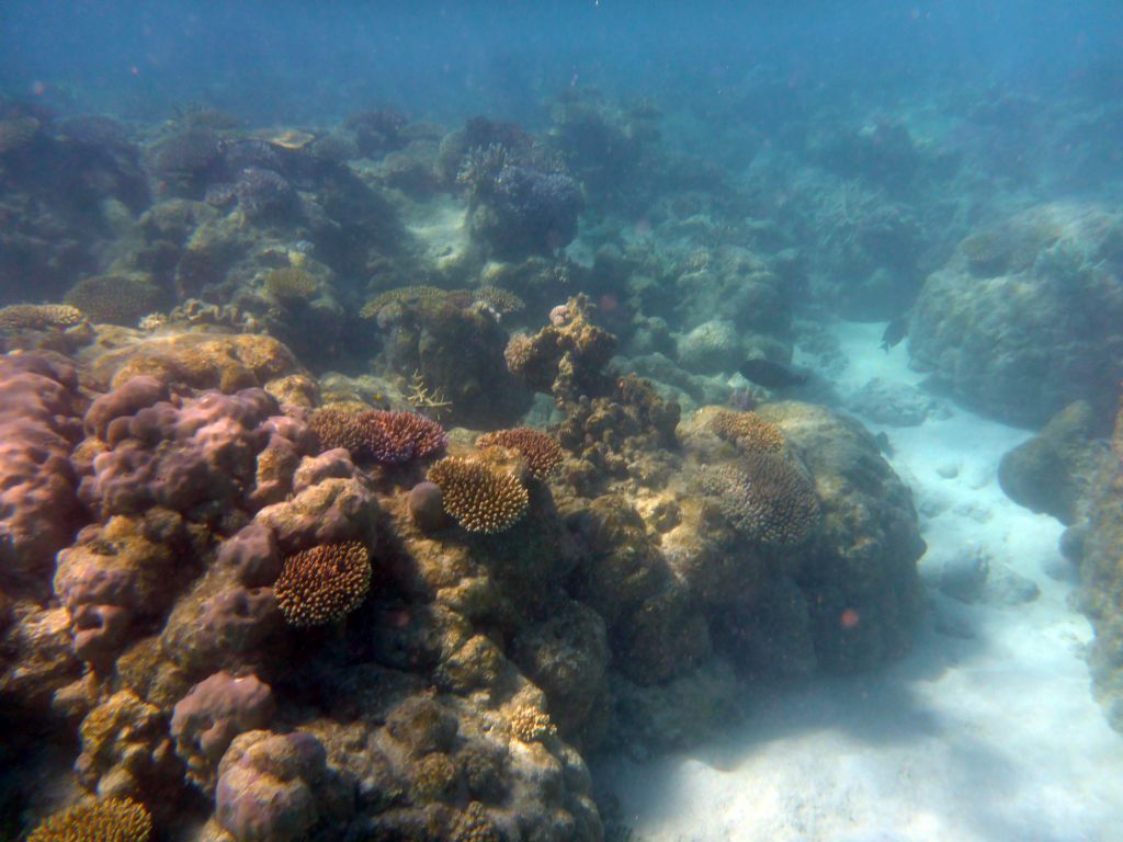 Coral and fish, viewed from underwater